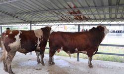 Hayvan pazarının 1’er tonluk danaları alıcısını bekliyor