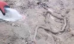 Bitkin yılana su vererek kendine getirmeye çalıştı