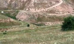 Elazığ’da dağ keçileri şehir merkezine indi