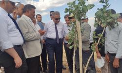 Diyarbakır'da bu yıl 200 bin fıstık aşılanması hedefleniyor