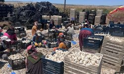 Sarımsak tarlada 15, markette 40 lira