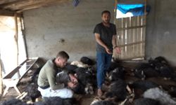 Diyarbakır’da 70 hayvan yaşamını yitirdi