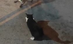Kediyle tilkinin yemek mücadelesi