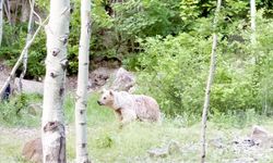 Nemrut’a giden piknikçilere ayı uyarısı