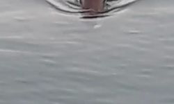Marmara Denizi’nde su maymunu görüntülendi