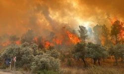 2023'ün ilk yedi ayının bilançosu: 1022 orman yangınında 6 bin 900 hektar alan zarar gördü