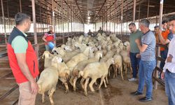 Elbistan’da depremzede üreticilere 754 koyun dağıtıldı