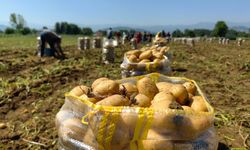 Patates hasadı başladı: Tarlada 13 lira