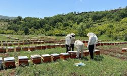 Üreticiler bal fiyatlarını belirledi
