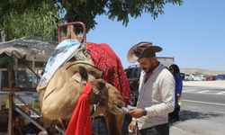 Kapadokya'da sıcaktan bunalan develer dondurma ile serinliyor