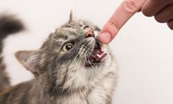 Düzce'de 43 kişi kedi ve köpek ısırması nedeniyle hastanelik oldu