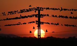 Kuşlar gün batımında elektrik tellerine kondu