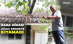 Baba mirası ağacı kesmeye kıyamadı