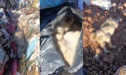 Diyarbakır’da vahşet! Öldürülen onlarca köpek çöpte bulundu
