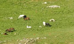 Munzur Dağlarındaki yılkı atları görüntülendi