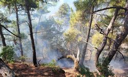 Feke'deki orman yangını kontrol altına alındı