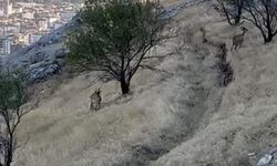 Elazığ’da dağ keçileri sürü halinde görüntülendi