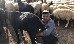 Göçerler 15-20 bin lira maaşla çoban bulamıyor