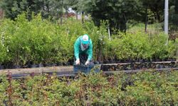 Kayapınar Belediyesi'nde hedef 1 milyon 500 bin bitki üretmek