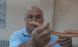 Prof. Dr. Olgun: Pandemi yılanların sayısını artırdı