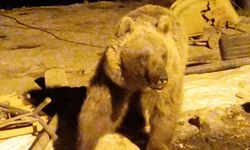 Yüksekova’da ayılar şantiyeyi mesken tuttu