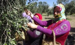 Yılın ilk zeytin hasadı: 30 bin ton zeytinyağı bekleniyor