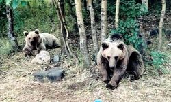 Bitlis'te kampçıya ayı saldırdı