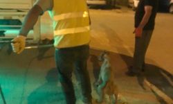 Hani'de hastalıklı 14 sokak hayvanı barınağa götürüldü