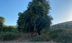 Hakkari'de asırlık üzüm ağacı halen verimli