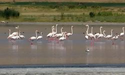 Flamingolar Van'da mola verdi
