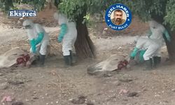 Diyarbakır’da kuduz paniği