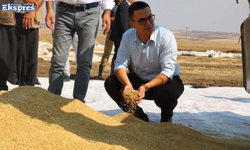 Diyarbakır’da çeltik pirinci hasadı