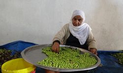 Mardin'de zeytin hasadında yüksek rekolte bekleniyor