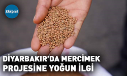 Diyarbakır’da mercimek projesine yoğun ilgi