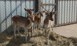 Hakkari’de bir araç kasasında 4 geyik bulundu