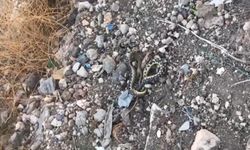 Urfa'da apartman girişinde yılan operasyonu