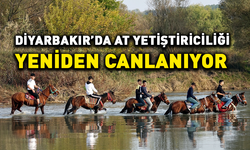 Diyarbakır’da at yetiştiriciliği yeniden canlanıyor