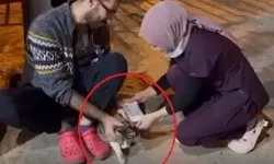 Acil servisin önüne gelen kedi, tedavi edildi