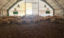Kurt saldırısı sonucu 200 koyun telef oldu