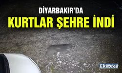 Diyarbakır’da kurtlar şehre indi