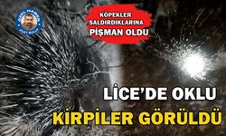 LİCE’DE OKLU KİRPİLER GÖRÜLDÜ