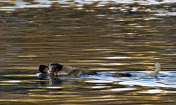 Yolunu kaybeden köpek Dicle’yi yüzerek geçti