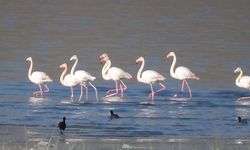 Flamingoların Van aşkı