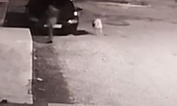 Bir köpek saldırısı daha
