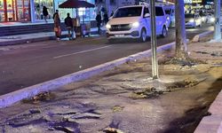 Diyarbakır’da tahribat: ağaçlara beton döktüler