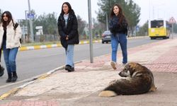 Diyarbakır’da sokak hayvanları için uyarı!