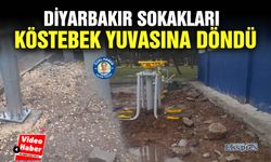 Diyarbakır sokakları köstebek yuvasına döndü