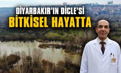 Diyarbakır’ın Dicle’si bitkisel hayatta