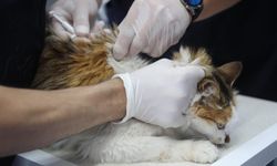 Diyarbakır’da 4 bin 506 kedi-köpek aşılandı