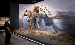 Dev mamut iskeleti görenleri hayrete düşürüyor